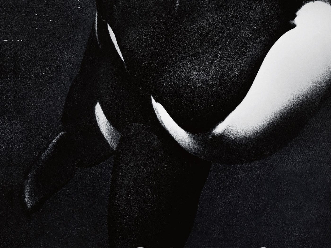 Poster for the movie "Blackfish"