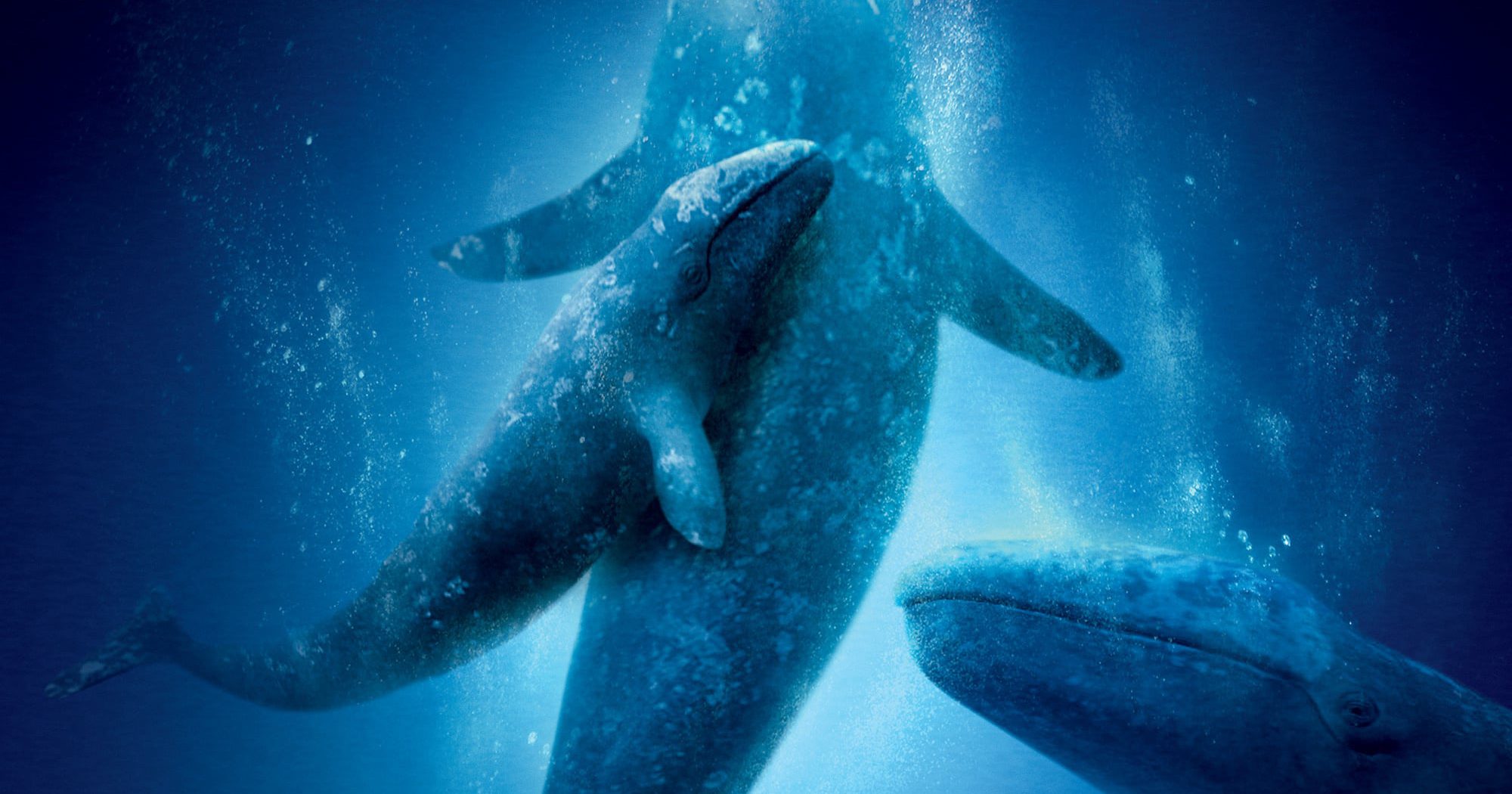 Poster for the movie "Big Miracle"